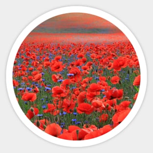 Red Poppies All Around Sticker